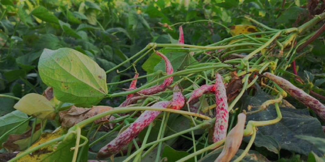 Kolay pişiyor, lezzetiyle fark atıyor! Dünya şeflerinin gözü bu üründe: Kilosu 500 TL’den satılıyor 2